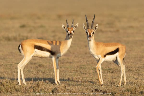 Two Thompsons Gazelle looking very alert in the Serengeti National Park - Tanzania © Stu Porter Tanz