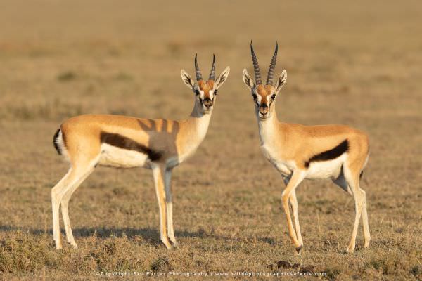 Two Thompsons Gazelle looking very alert in the Serengeti National Park - Tanzania © Stu Porter Tanz Two Thompsons Gazelle looking very alert in the Serengeti National Park - Tanzania © Stu Porter Tanz