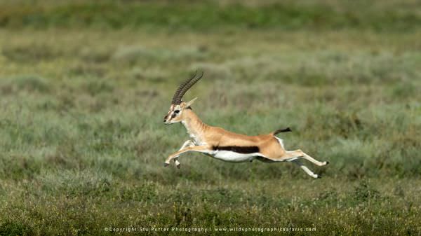Male Thompson's Gazelle running, Tanzania