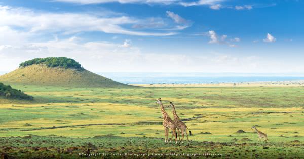 Giraffe in the wide open plains of the Mara Triangle, Maasai Mara, Kenya. Stu Porter Photographic To