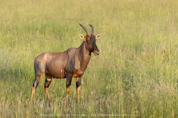 Stu Porter African Wildlife Photos