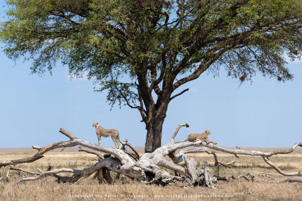 Two male Cheetahs looking for prey from the vantage point of a fallen tree in the Ndutu area - Tanza