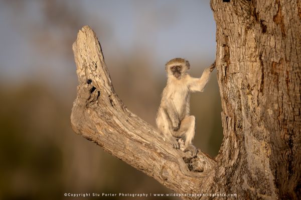 Vervet monkey perched on a branch by Stu Porter, Wild4 Photo Tours