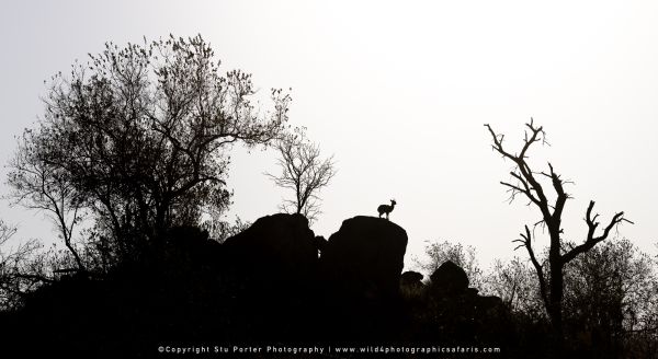 Chobe River and MalaMala Photo Safari with WILD4 photos copyright Stu Porter Photography