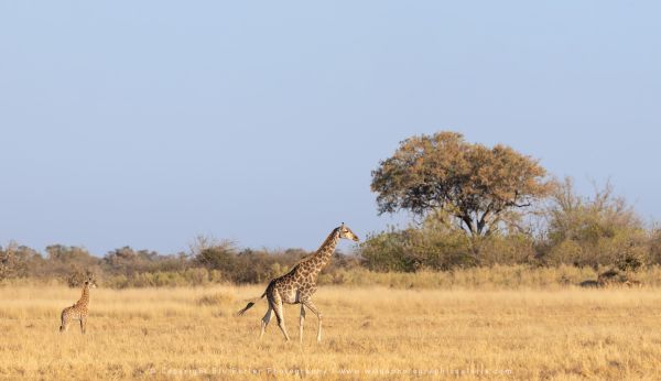 Giraffe Wild4 African Photographic Tours