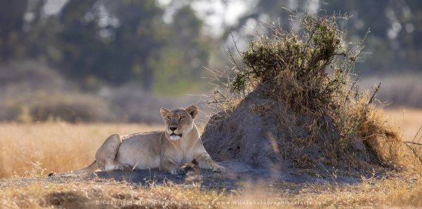 Lioness Stu Porter Photography Safaris