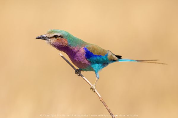 Lilac Breasted Roller Stu Porter Photography Safaris