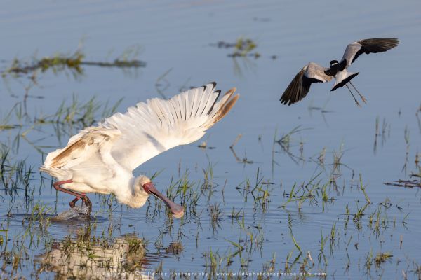 Spoonbill Wild4 African Photographic Tours