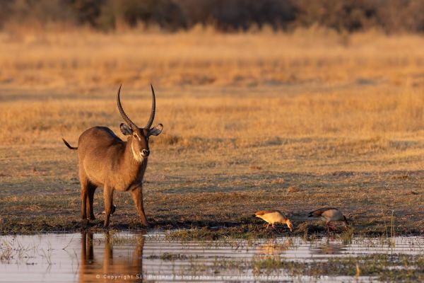 Waterbuck Stu Porter Photography Safaris