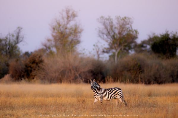 Zebra Stu Porter African Photo Safaris