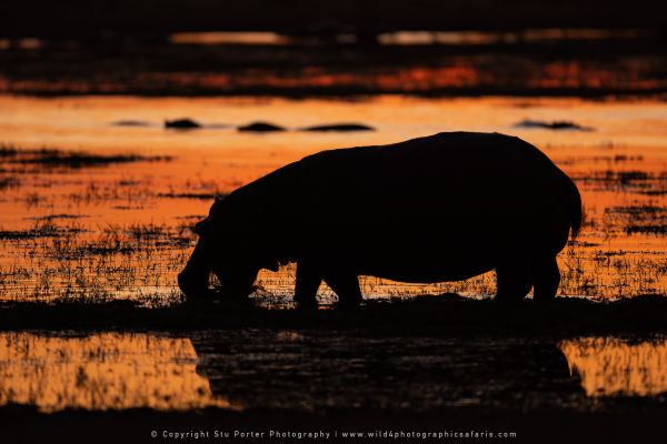 Hippo Wild4 African Photographic Tours
