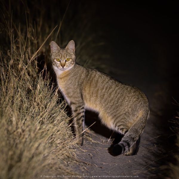 Wild Cat Wild4 African Photographic Tours