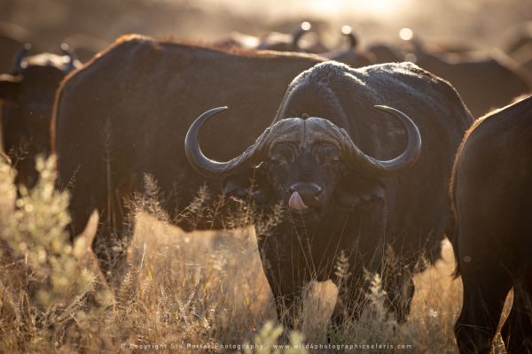 Buffalo Stu Porter Photography Safaris