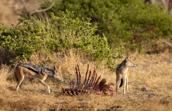 Jackals Wild4 African Photographic Tours