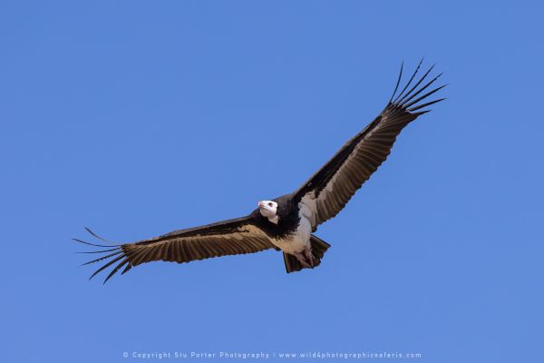 Vulture Stu Porter African Photo Safaris
