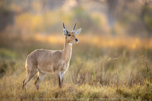 Reedbuck Stu Porter Photography Safaris