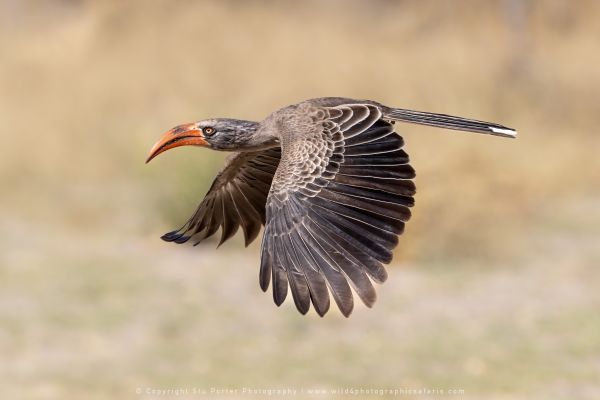 Bradfields Hornbill Stu Porter African Photo Safaris