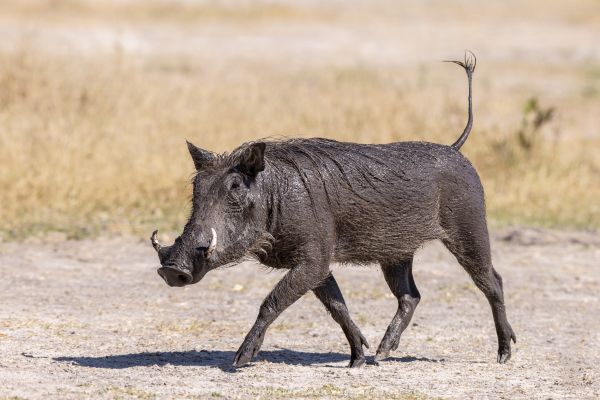 Warthog Stu Porter African Photo Safaris