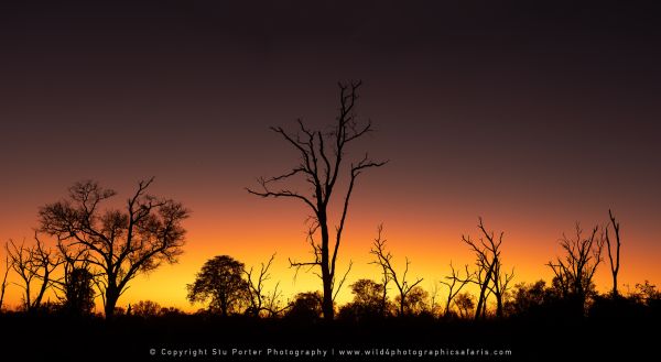 Sunrise Wild4 African Photographic Tours