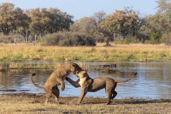 Lions playing Stu Porter Photography Safaris
