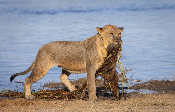 Lion Stu Porter African Photo Safaris