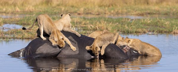 Lions feeding Wild4 African Photographic Tours
