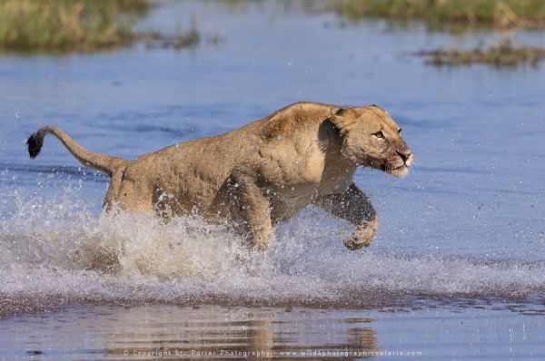 Lioness water Stu Porter Photography Safaris