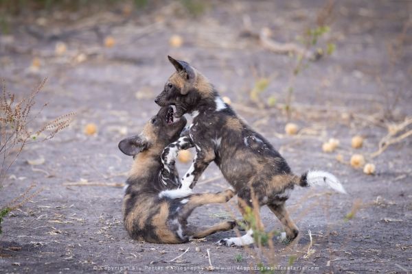 Wild dog puppies Stu Porter African Photo Safaris