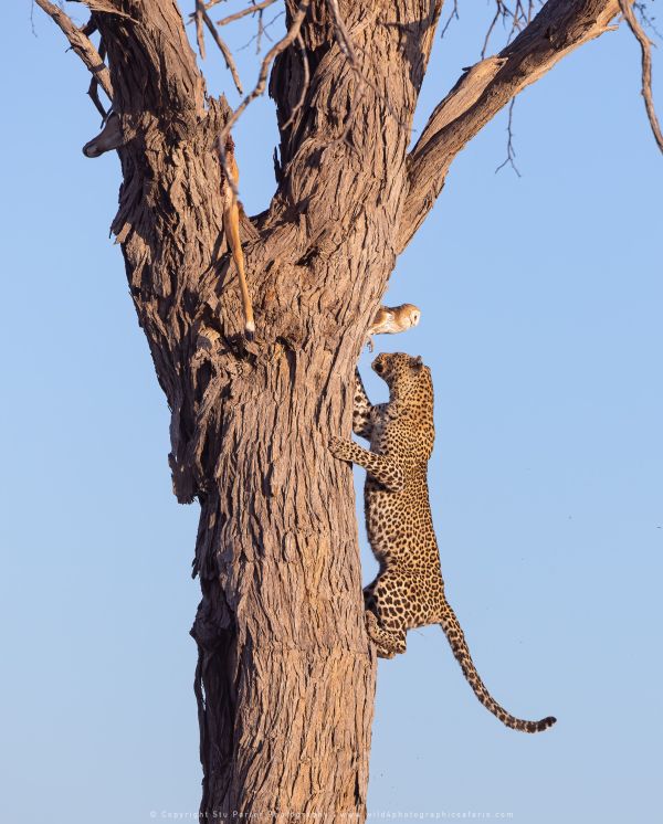 Leopard Barn Owl Stu Porter African Photo Safaris