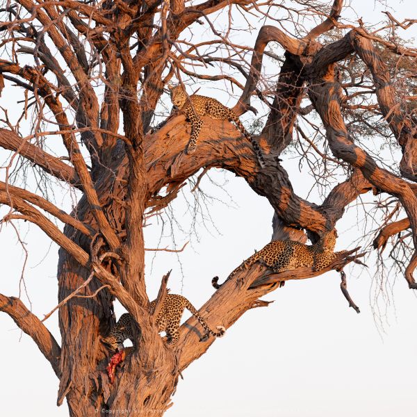 Three leopards Stu Porter Photography Safaris