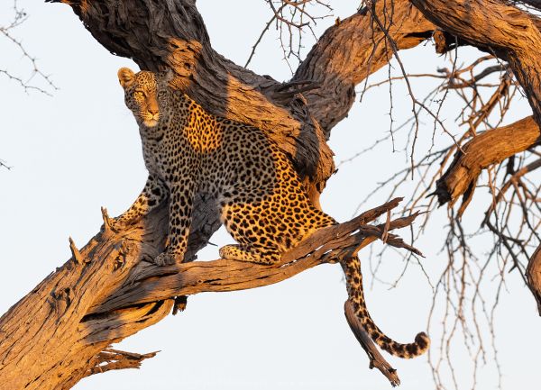Leopard tree Wild4 African Photographic Tours