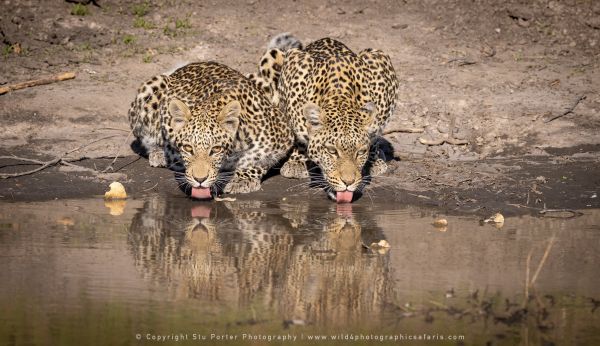 Leopard drinking Stu Porter African Photo Safaris