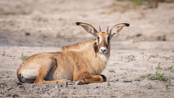 Roan antelope Wild4 African Photographic Tours
