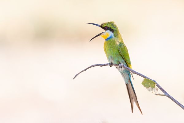 Bee-eater Stu Porter Photography Safaris