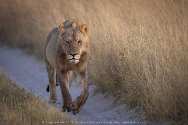 Male Lion Stu Porter African Photo Safaris