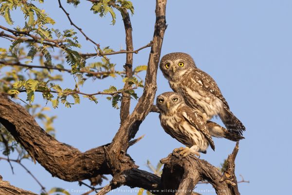 Owls Stu Porter African Photo Safaris