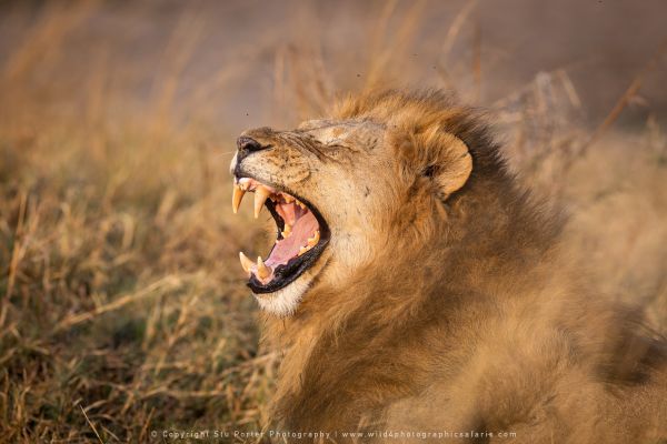 Lion yawn Stu Porter Photography Safaris
