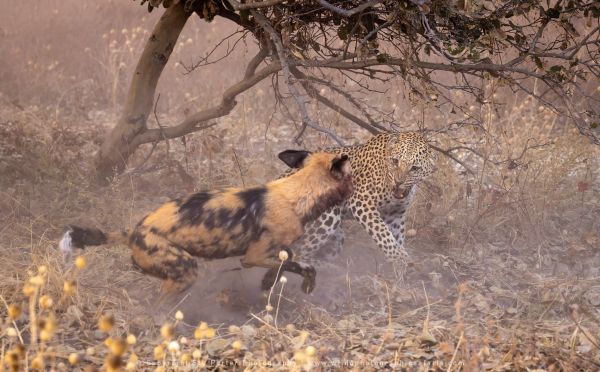 Leopard dog fight Stu Porter Photography Safaris