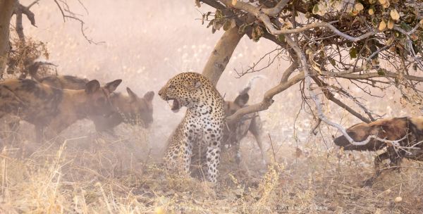 Leopard dog fight Stu Porter African Photo Safaris