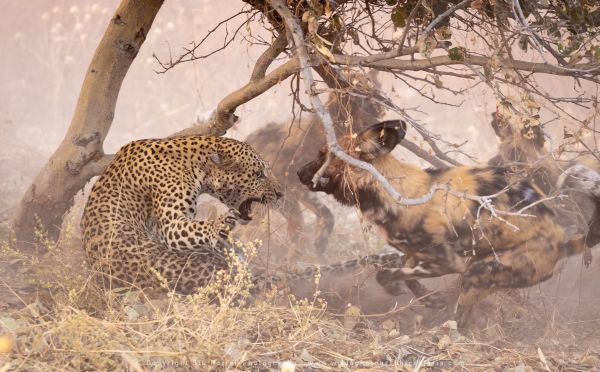 Leopard dog fighting Wild4 African Photographic Tours