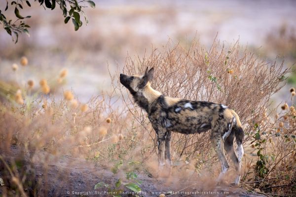 Wilddog Wild4 African Photographic Tours