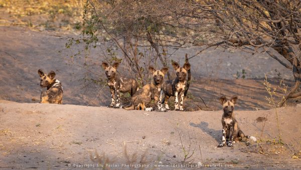 Stu Porter Photography safaris Wild dogs, Savuti Botswana