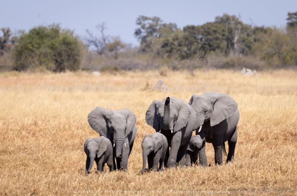 Elephants Stu Porter African Photo Safaris