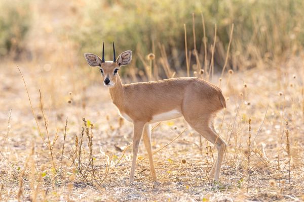 Steenbok Wild4 African Photographic Tours