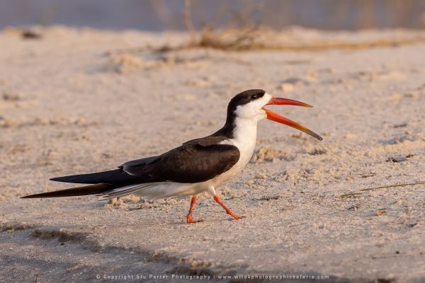 Skimmer Wild4 African Photographic Tours