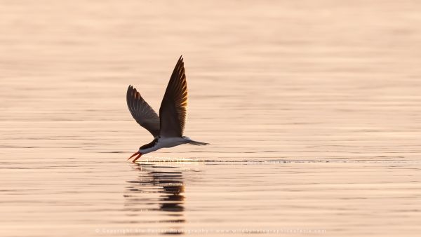 Skimmer Stu Porter Photography Safaris