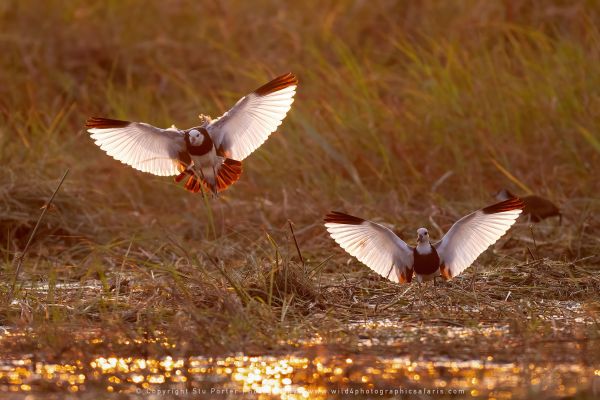 Lapwings Stu Porter African Photo Safaris