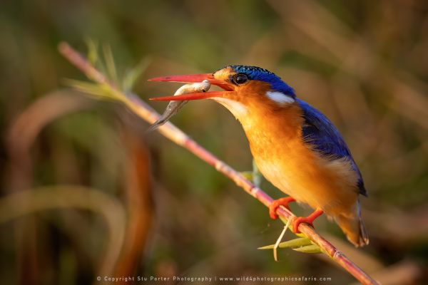Malachite Wild4 African Photographic Tours