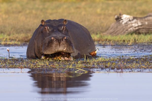 Hippo Stu Porter Photography Safaris