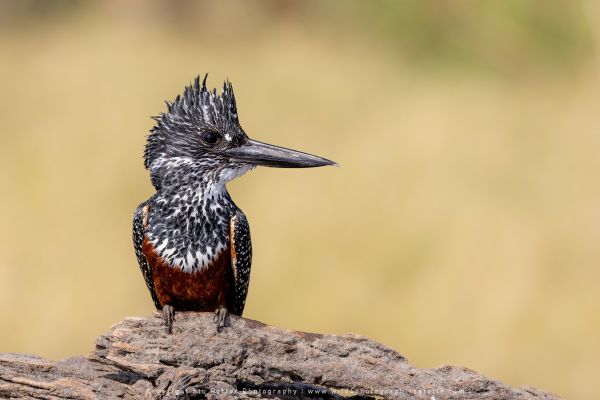 Kingfisher Giant female Stu Porter African Photo Safaris